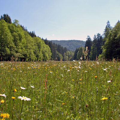 Eine typische Frankenwaldwiese, Foto: Beate Singhartinger